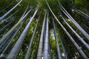 Bamboo Trees Reaching for the Sky in Kyoto Japan