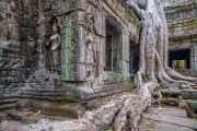 Trees Entwined with Ruins at the City of Angkor