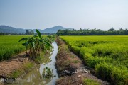 Penang Rice Fields