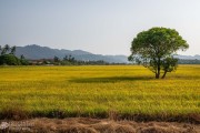 Penang Rice Fields