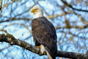 Bald Eagle Sitting in Tree at Squamish BC