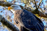Morning Sun Shining on Close-up of Bald Eagle