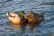 A Duck Couple
