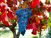Rioja Grapes