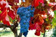 Rioja Grapes